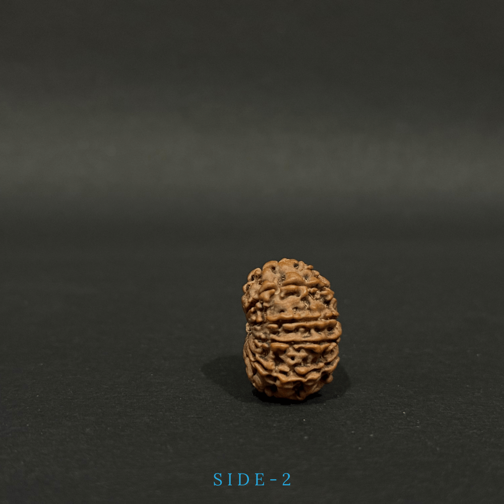 11 Mukhi Rudraksha- Full Seed (26.04mm)