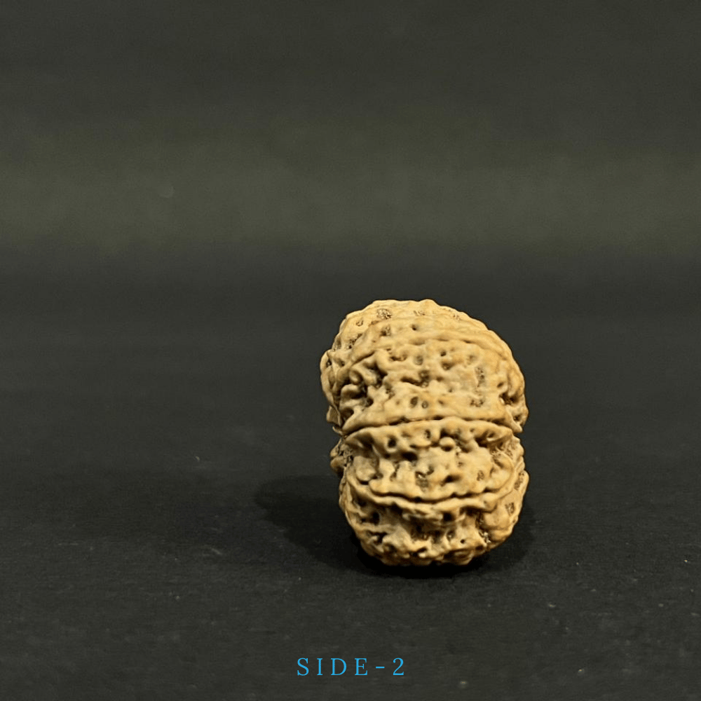 8 Mukhi Rudraksha- Full Seed (30.40mm)