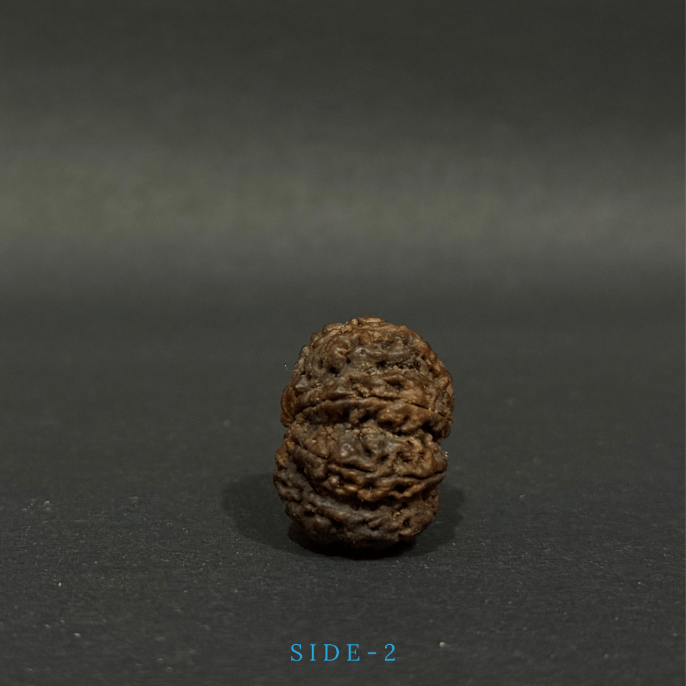 8 Mukhi Rudraksha - Full Seed (28.45mm)