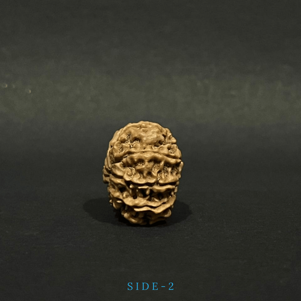 10 Mukhi Rudraksha- Full Seed (31.60mm)
