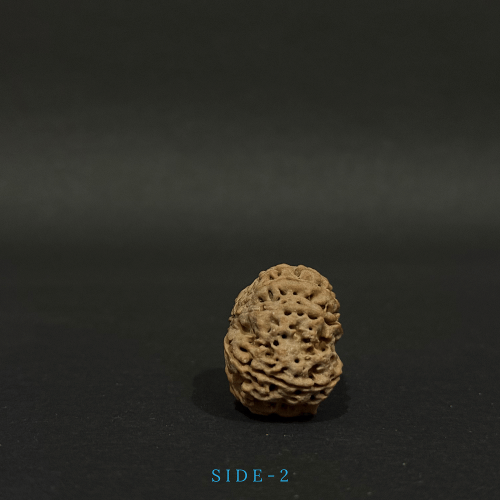 9 Mukhi Rudraksha- Full Seed (30.40mm)