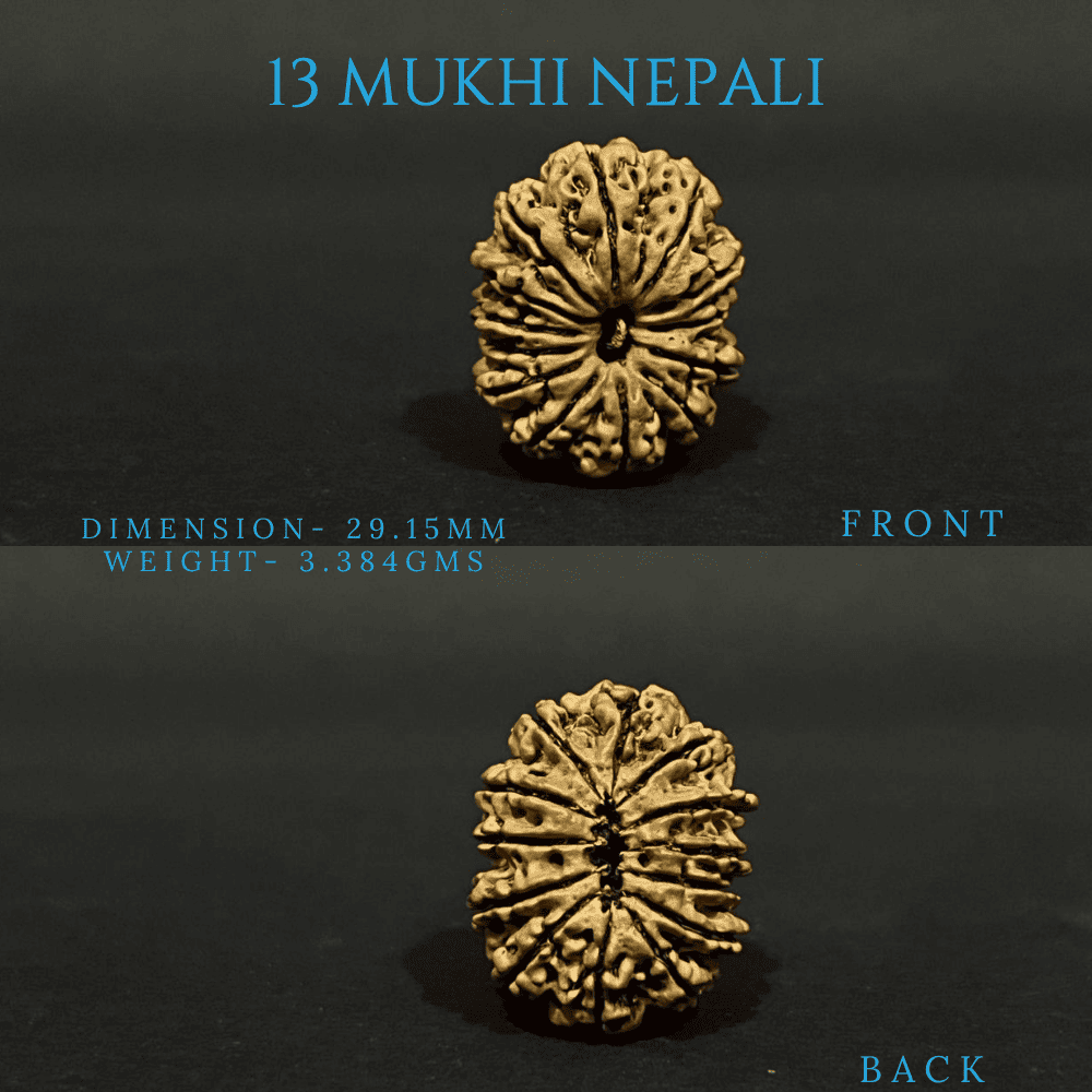 13 Mukhi Rudraksha (28-30mm)