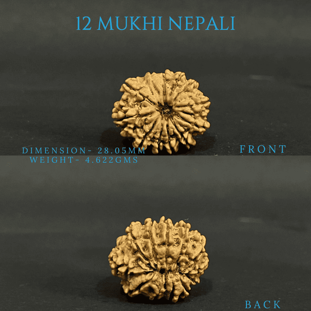 12 Mukhi Rudraksha (28-30mm)