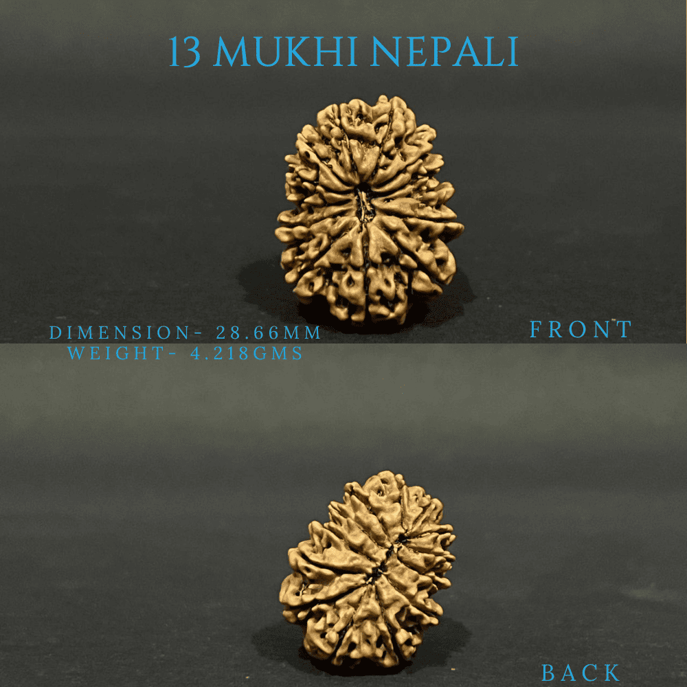 13 Mukhi Rudraksha (28-30mm)