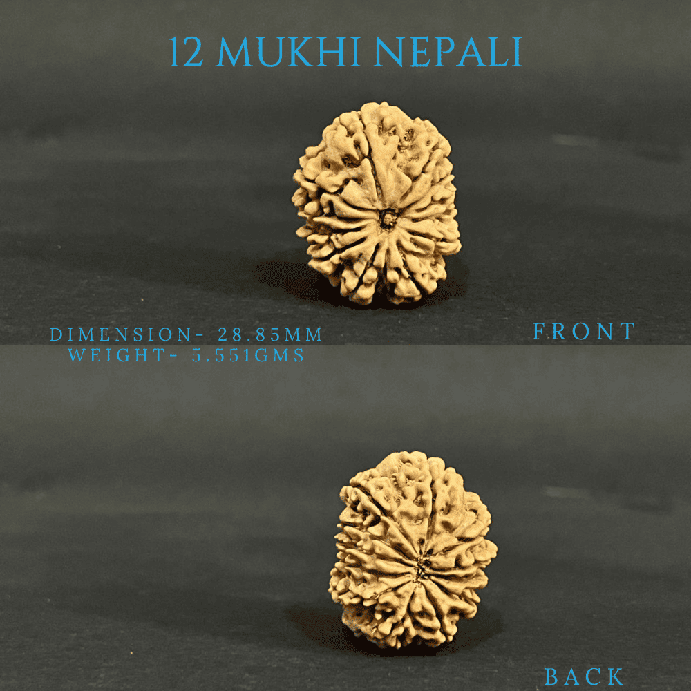12 Mukhi Rudraksha (28-30mm)