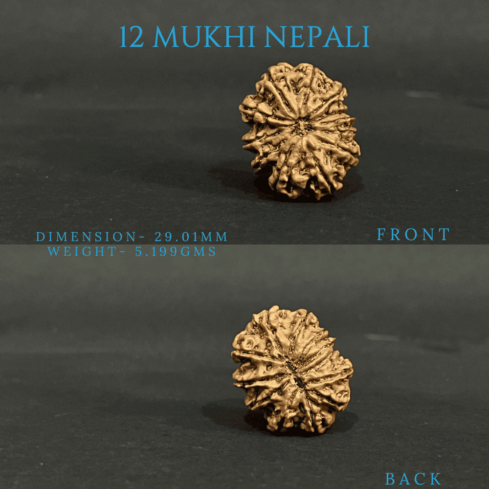 12 Mukhi Rudraksha (28-30mm)