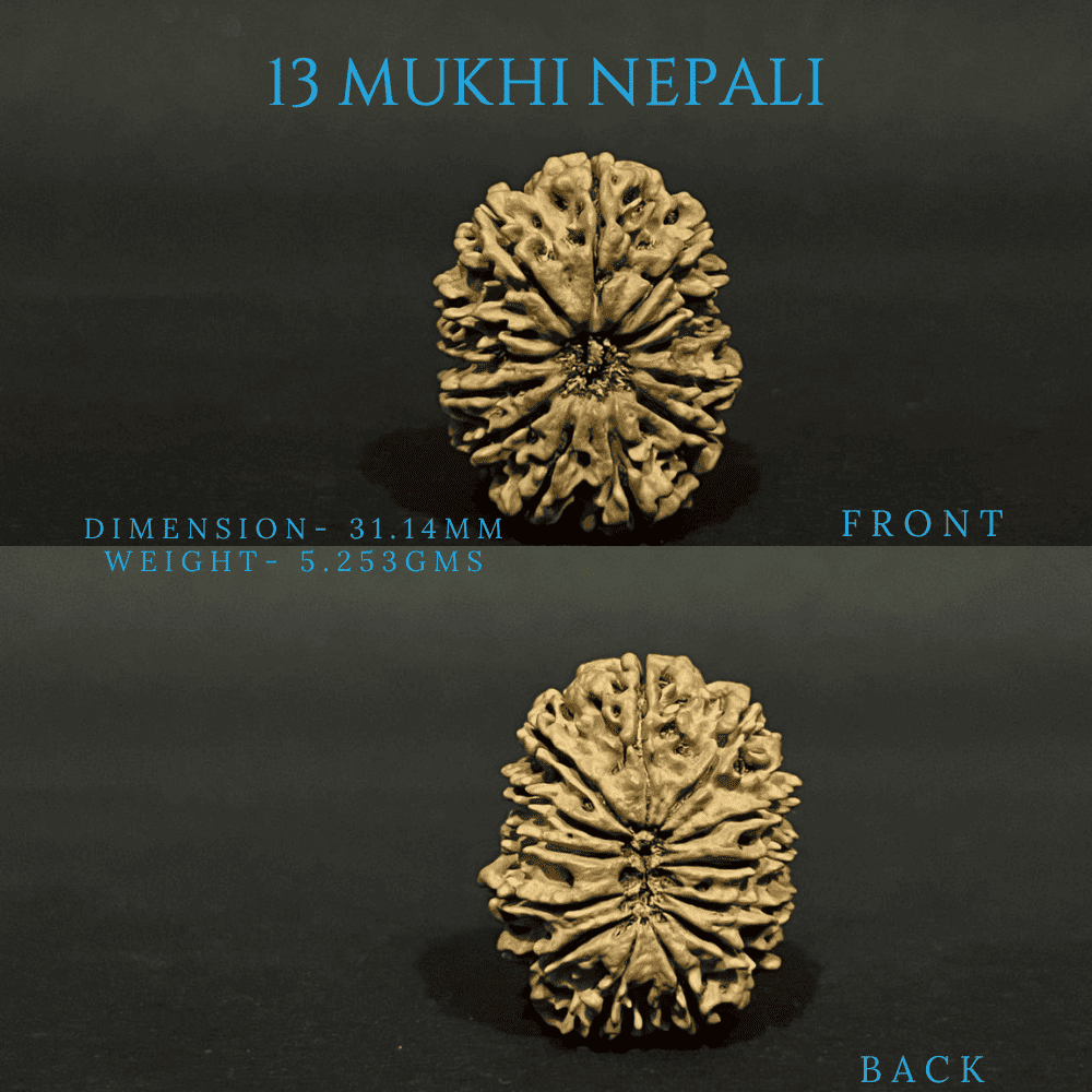 13 Mukhi Rudraksha (30mm Plus)