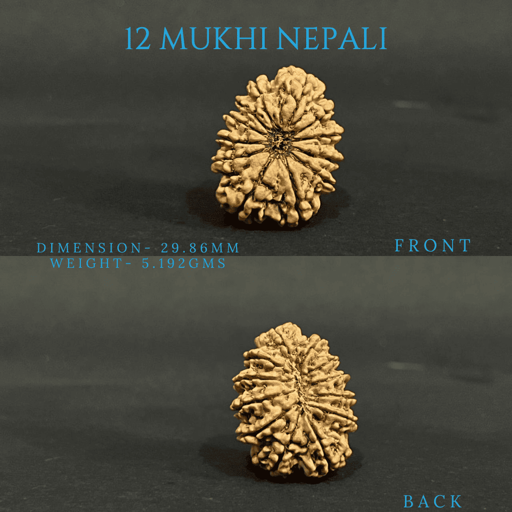 12 Mukhi Rudraksha (28-30mm)