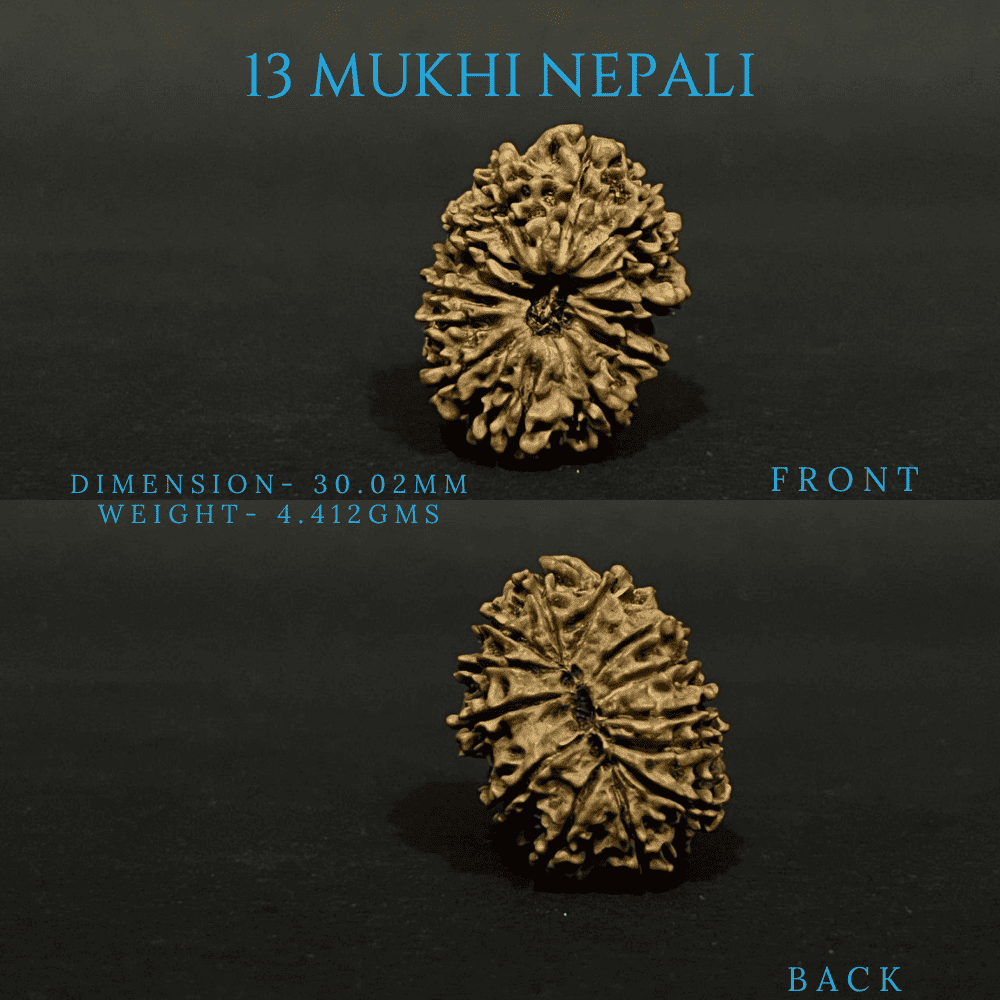 13 Mukhi Rudraksha (30mm Plus)