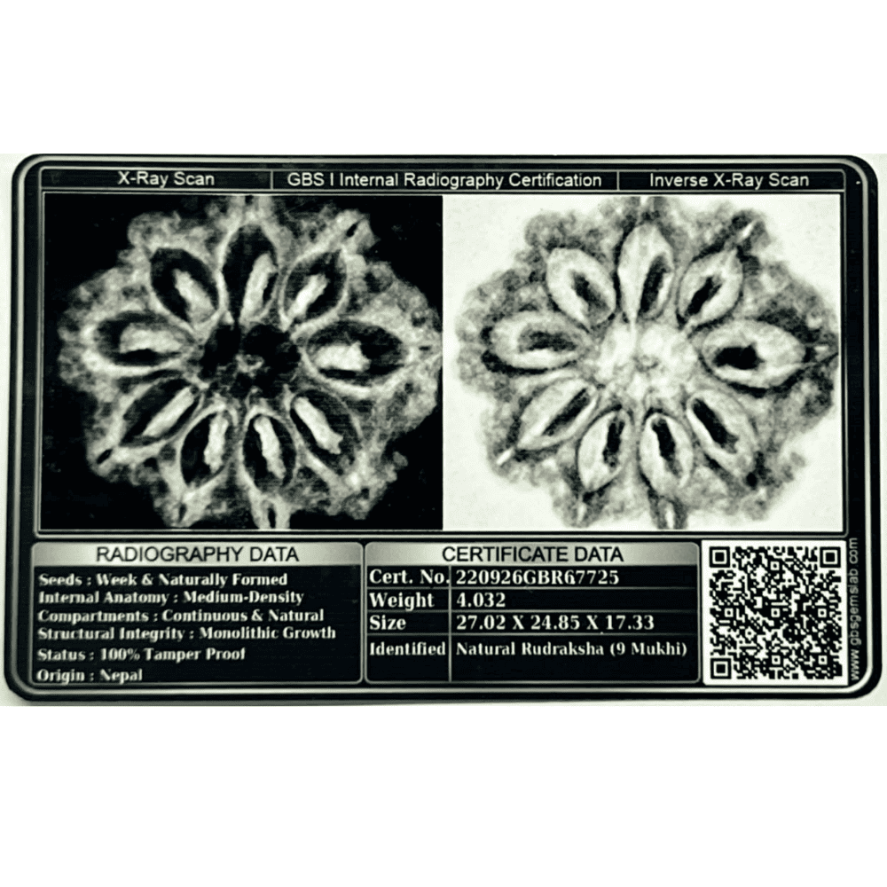 9 Mukhi Rudraksha- Full Seed (27.02mm/4.032gm)