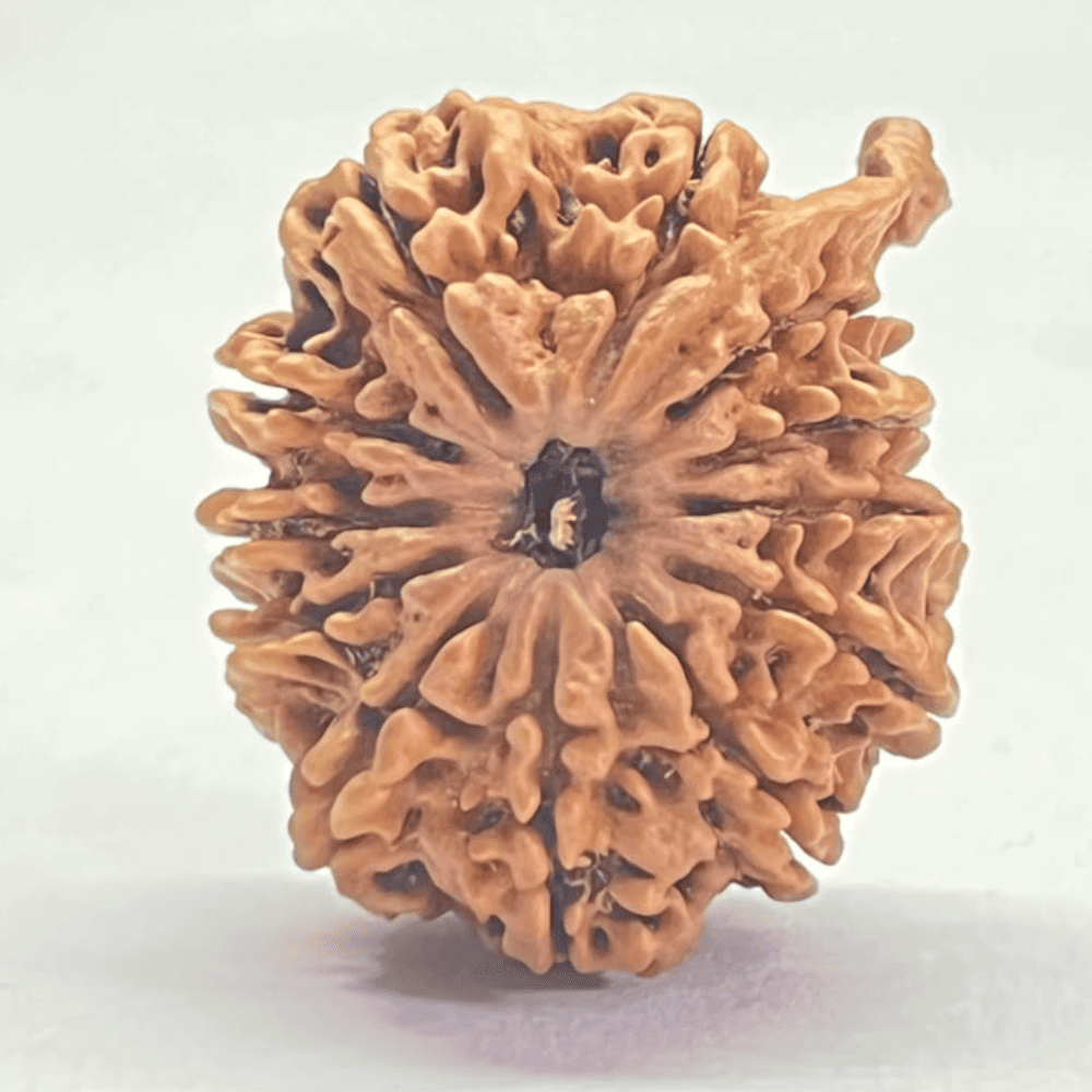 12 Mukhi Ganesh Rudraksha (27.10mm/3.676gm)
