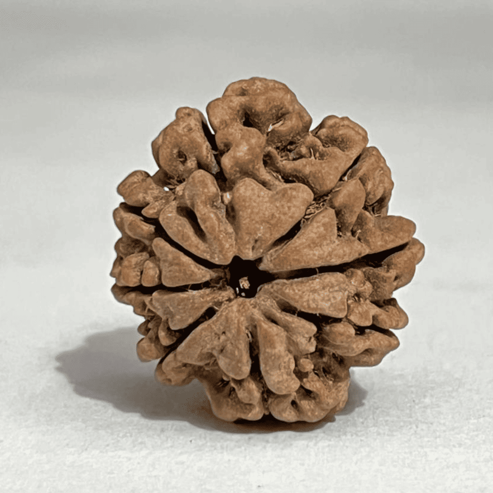 8 Mukhi Rudraksha (27.22mm/5.727gm)