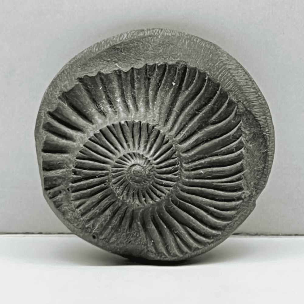 Sudarshan Shaligram DS33(1.3inch/16gm)