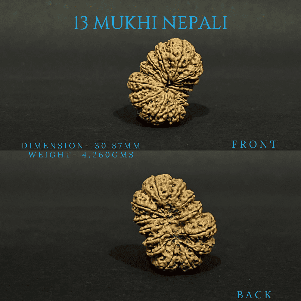 13 Mukhi Rudraksha (30mm Plus)