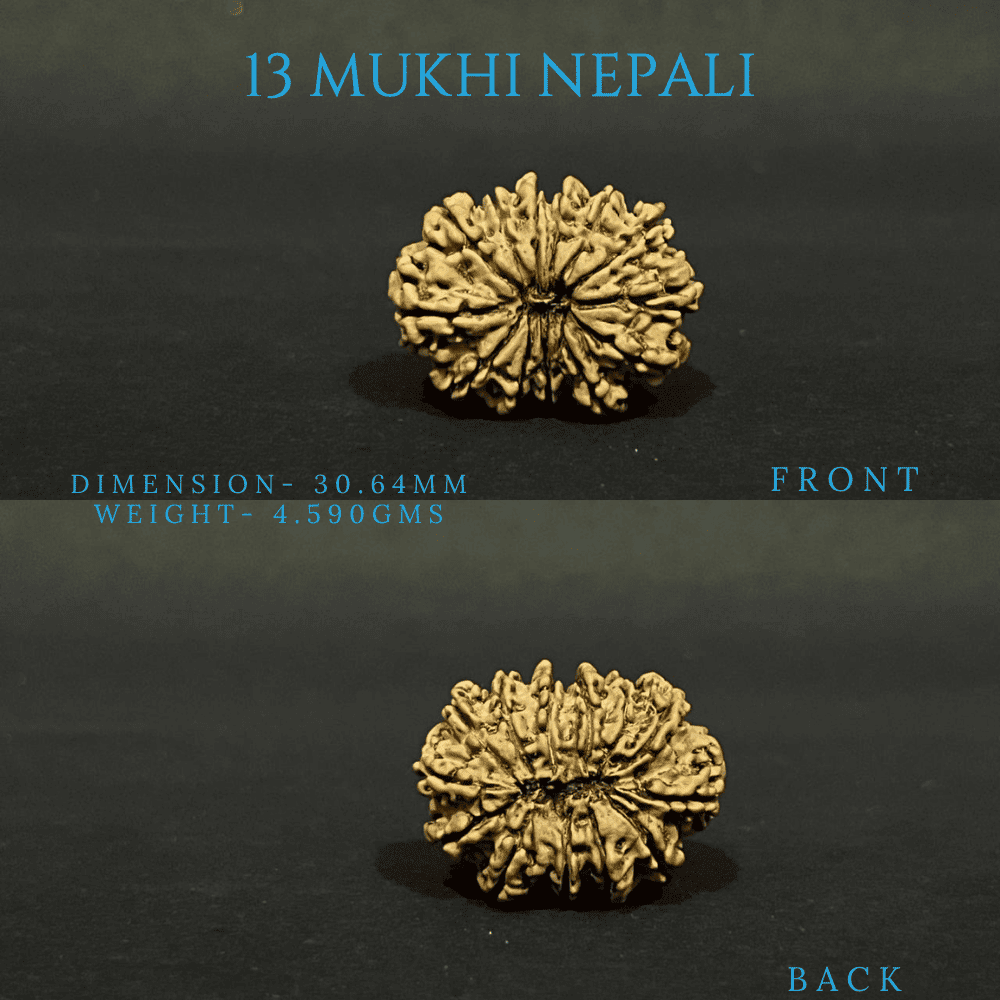 13 Mukhi Rudraksha (30mm Plus)