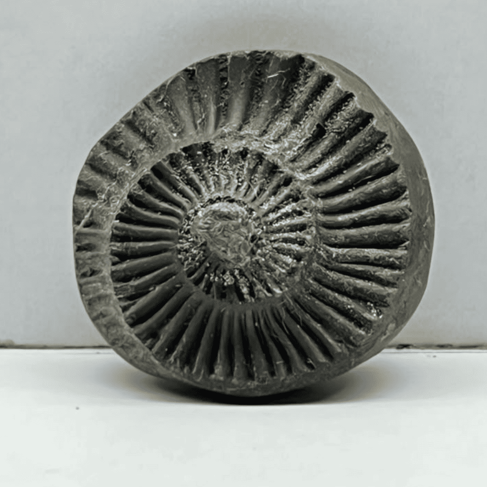 Golden Sudarshan Shaligram DS34(1.2inch/16gm)