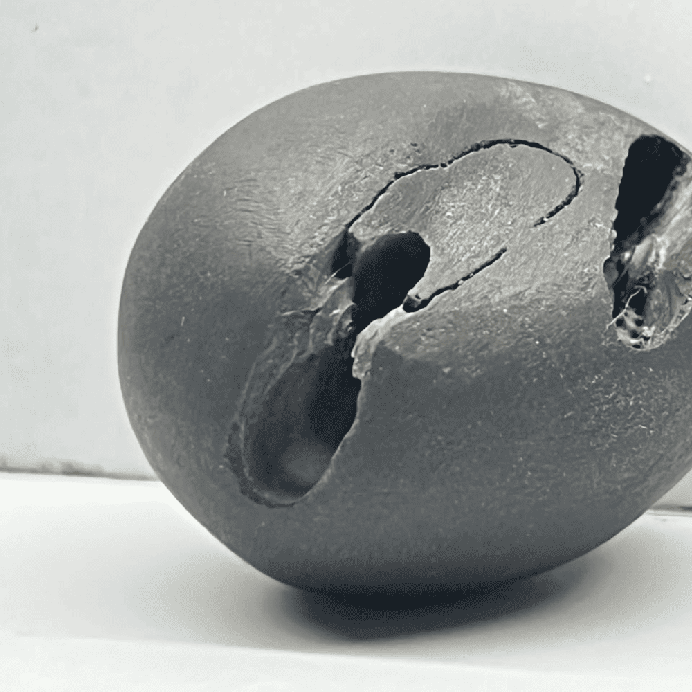 Janardana Shaligram 4chakras-M33(1.5inch/40gm)