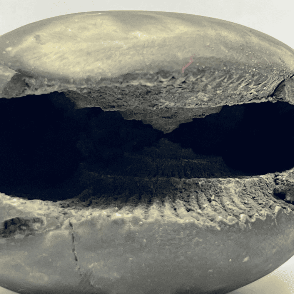 Laxmi Ugra Narsimha Shaligram (LN89-3INCH/150GM)