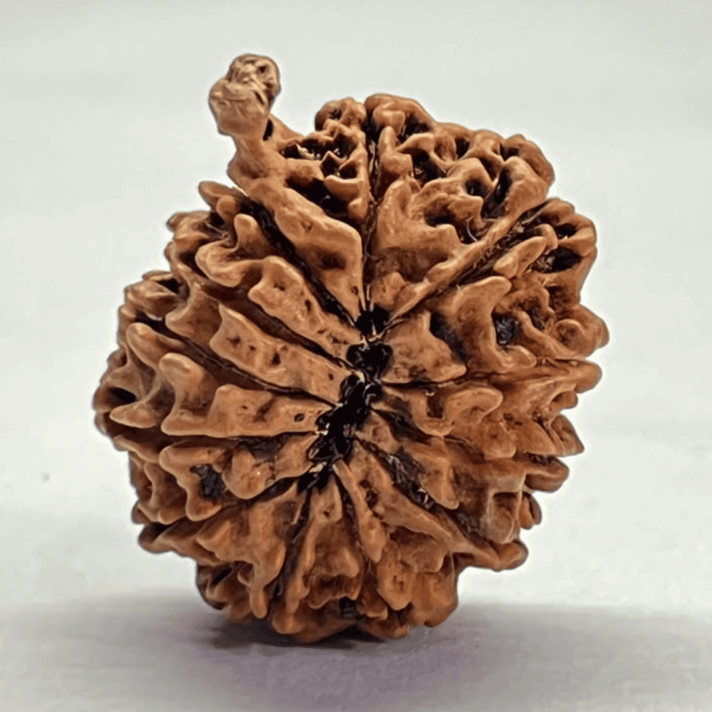 12 Mukhi Ganesh Rudraksha (27.10mm/3.676gm)