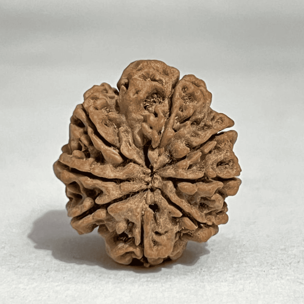 8 Mukhi Rudraksha (27.22mm/5.727gm)