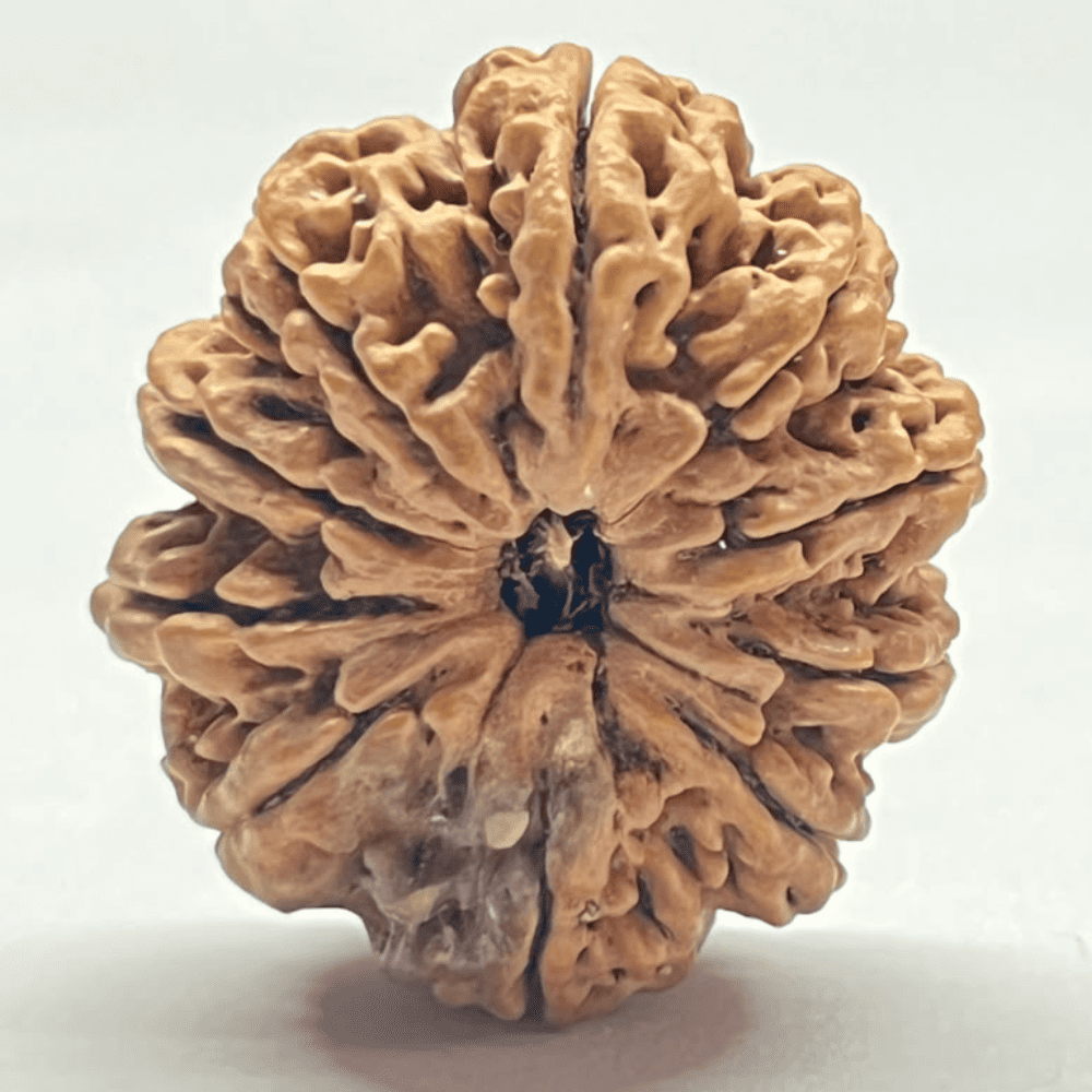 10 Mukhi Nepali Rudraksha (32.11mm/6.174gm)
