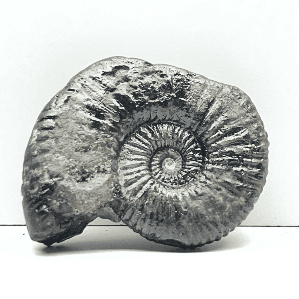 Double Sudarshan Shaligram (2inch/40gm) DS-07