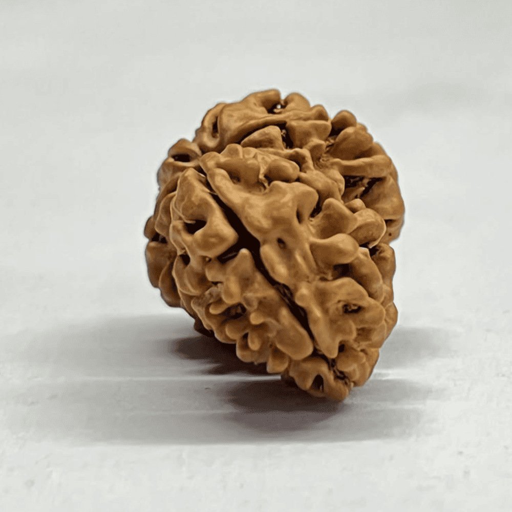 One Mukhi Sawaar Rudraksha (29.15mm/3.230gm)