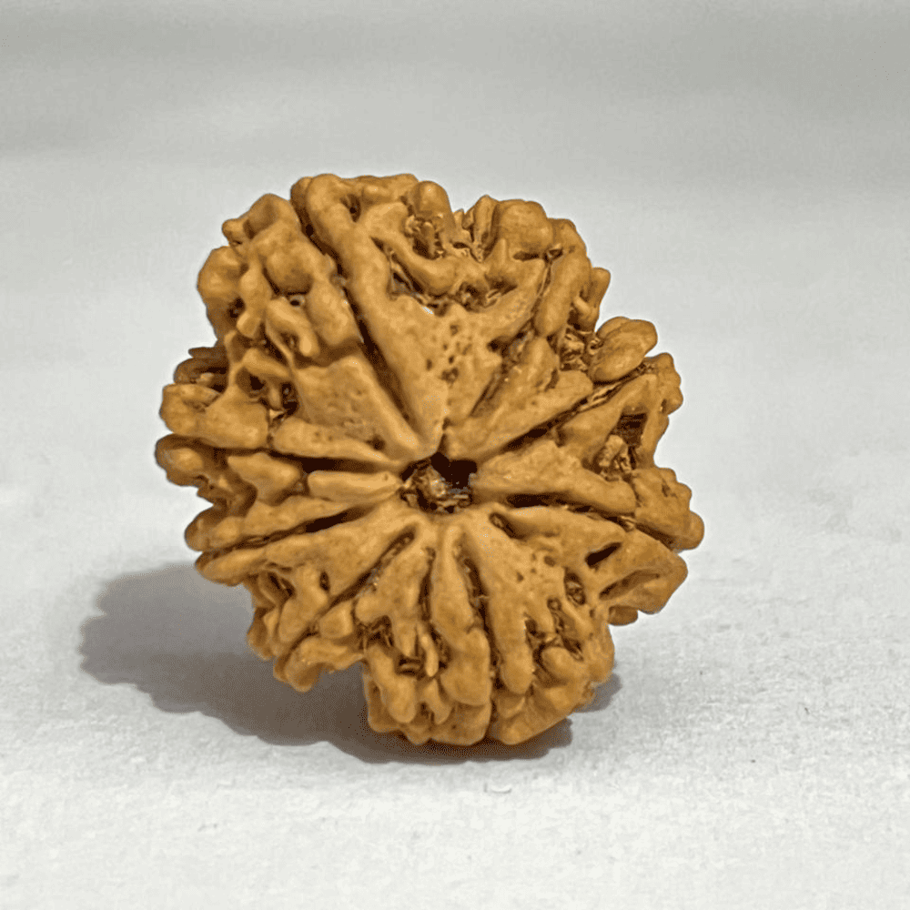 8 Mukhi Rudraksha (27.25mm/4.719gm)