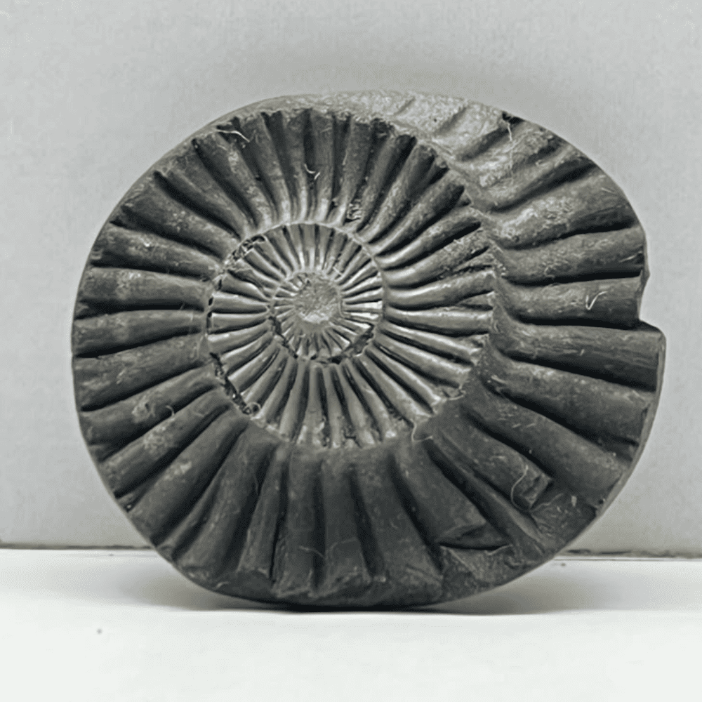 Golden Sudarshan Shaligram DS35(1.4inch/17gm)
