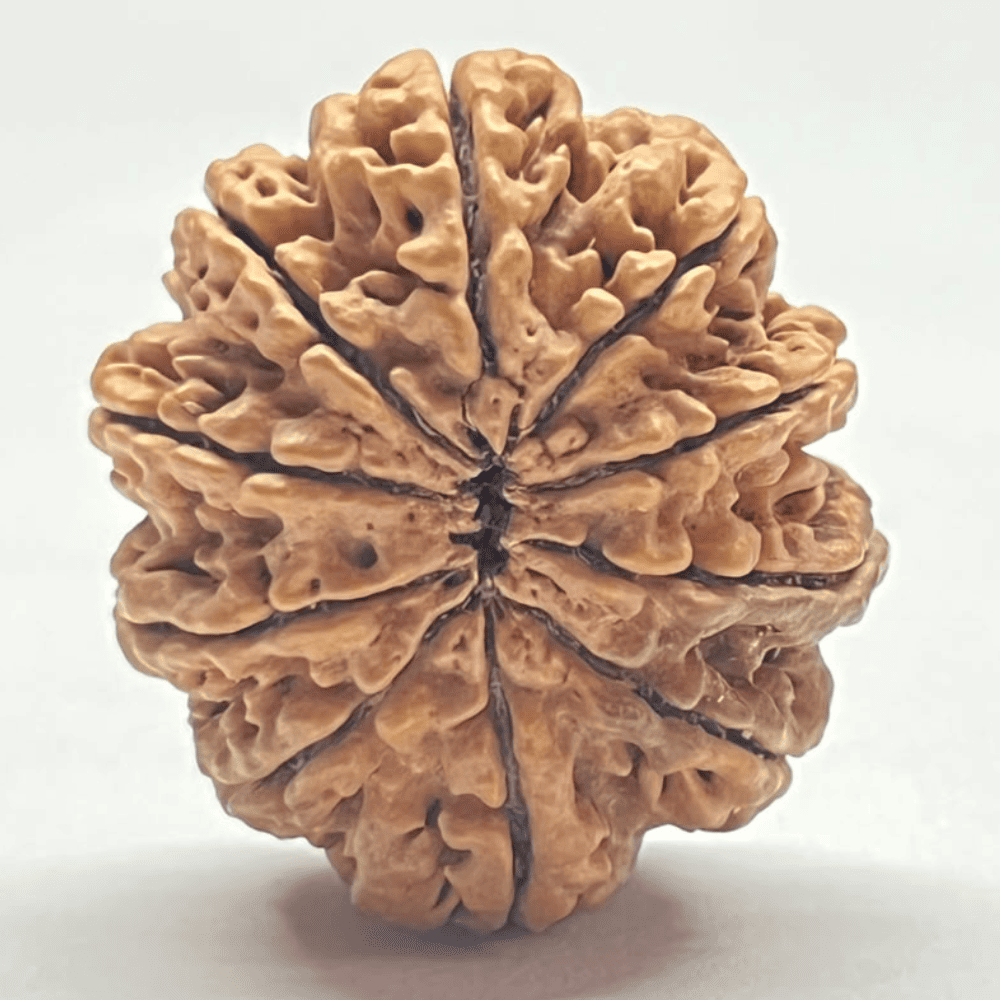 10 Mukhi Nepali Rudraksha (32.11mm/6.174gm)