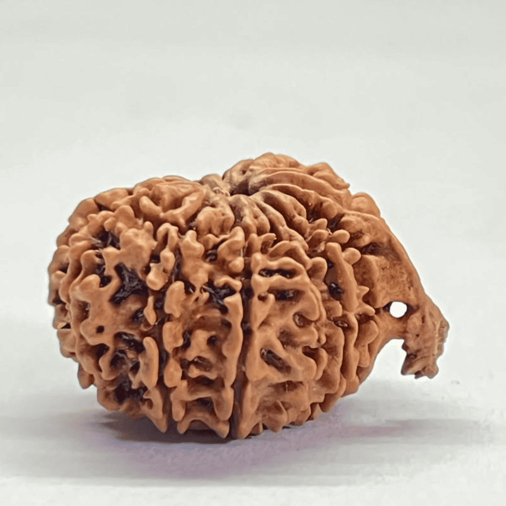 12 Mukhi Ganesh Rudraksha (27.10mm/3.676gm)