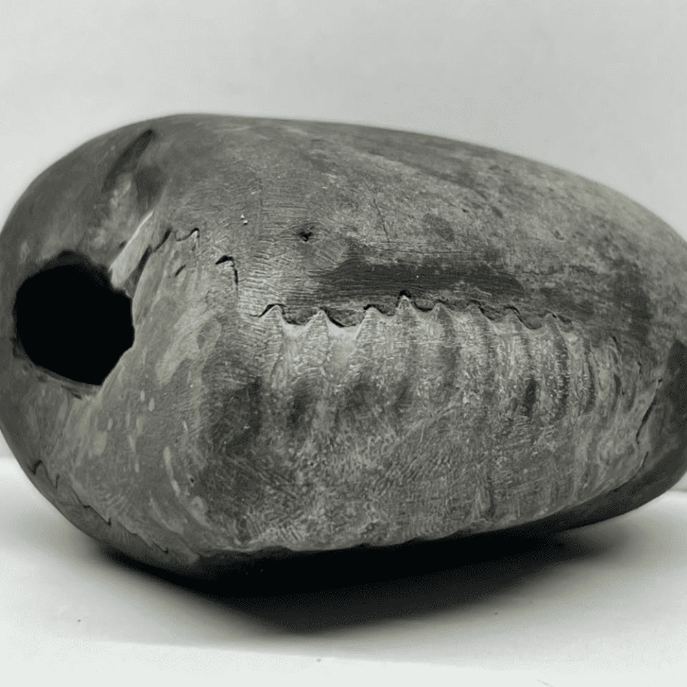 Sheshnaag Damodar Shaligram LN113(4inch/450gm)