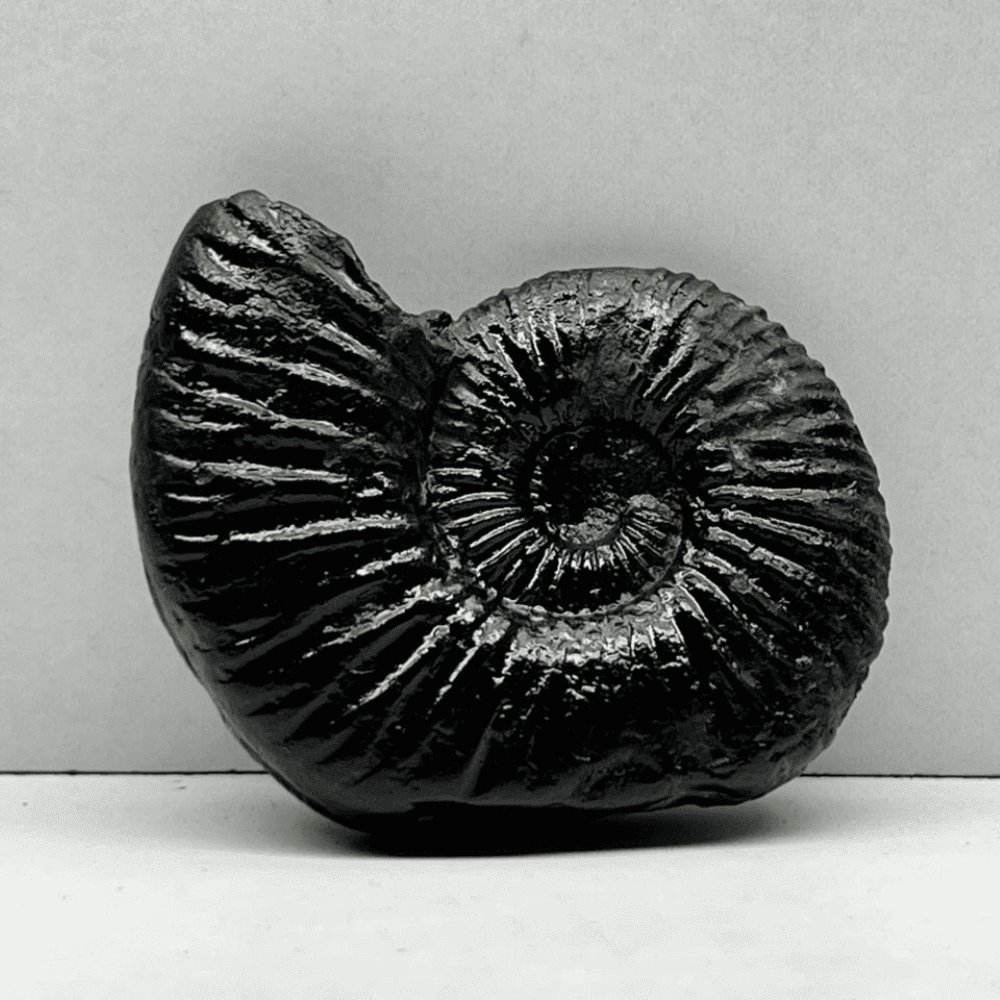 Double Sudarshan Shaligram (2inch/40gm) DS-07