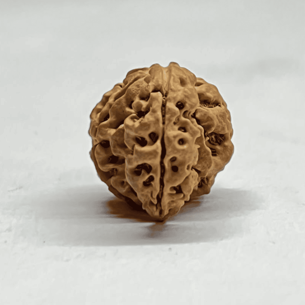 One Mukhi Sawaar Rudraksha (23.16mm/2.500gm)