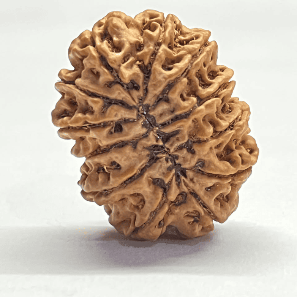 12 Mukhi Rudraksha (33.66mm/7.509gm)