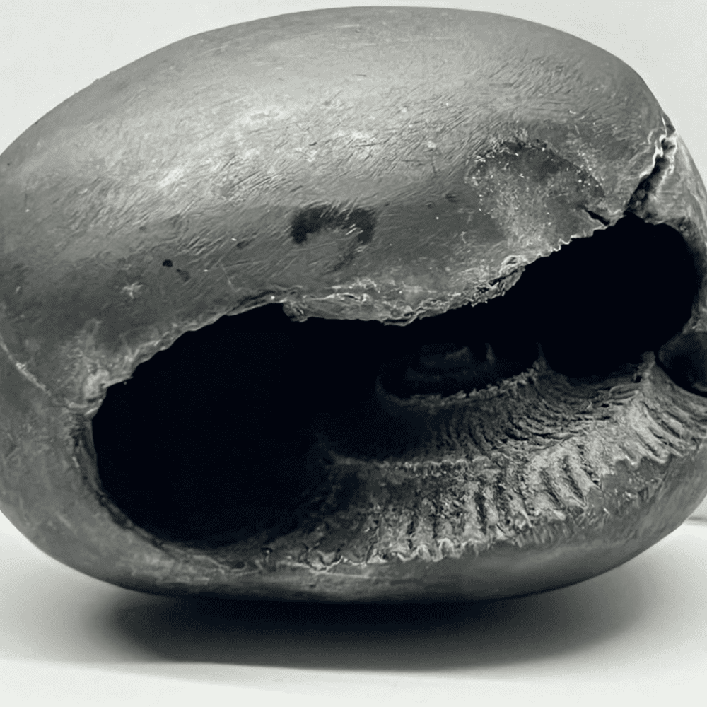 Ugra Narsimha Shaligram LN98(2inch/120gm)