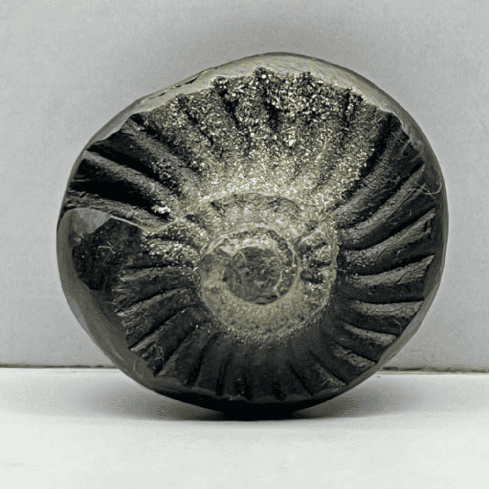 Golden Sudarshan Shaligram DS36(1.3inch/23gm)