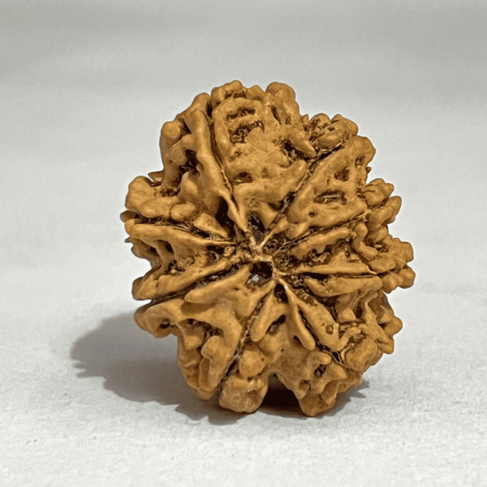 8 Mukhi Rudraksha (27.25mm/4.719gm)