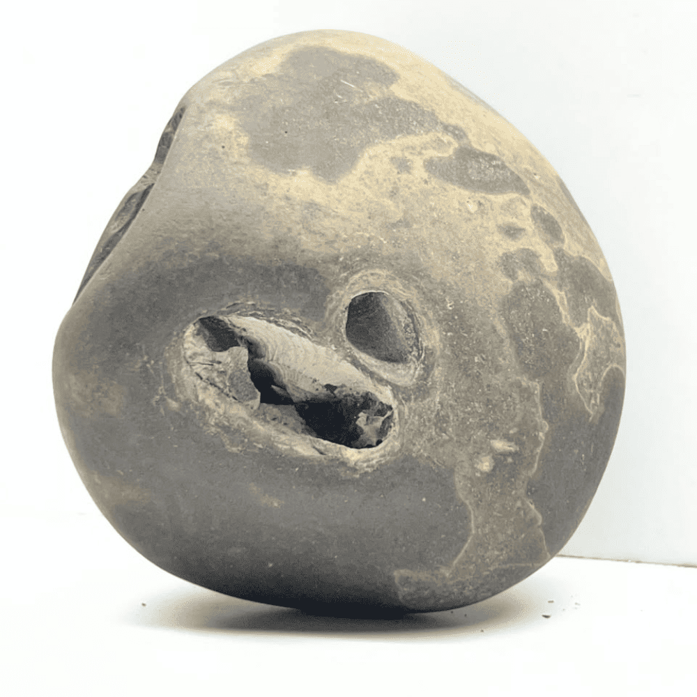 Ananta Srirama Shaligram LN114(4.5inch/300gm)