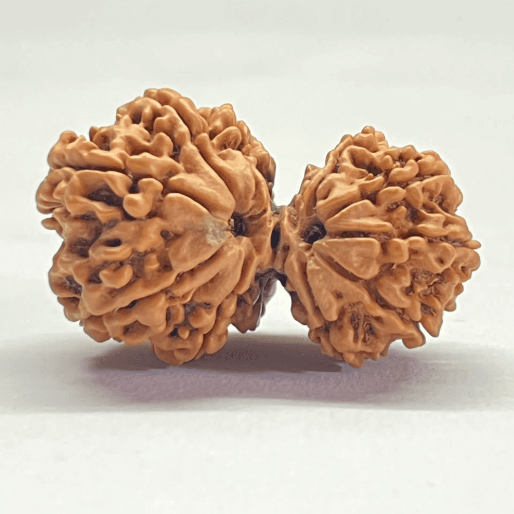 10 Mukhi Gauri Shankar Rudraksha (41.55mm/9.274gm)