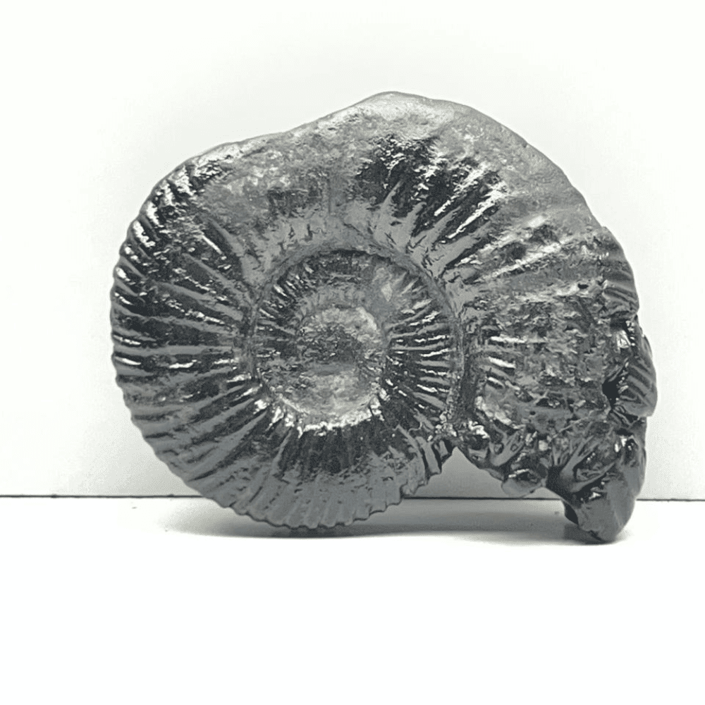 Double Sudarshan Shaligram (1.9inch/33gm) DS-14