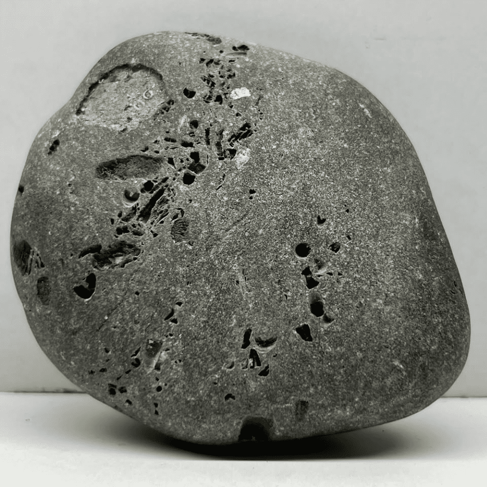 Ananta Brahma Shaligram AN06(225gm/3inch)