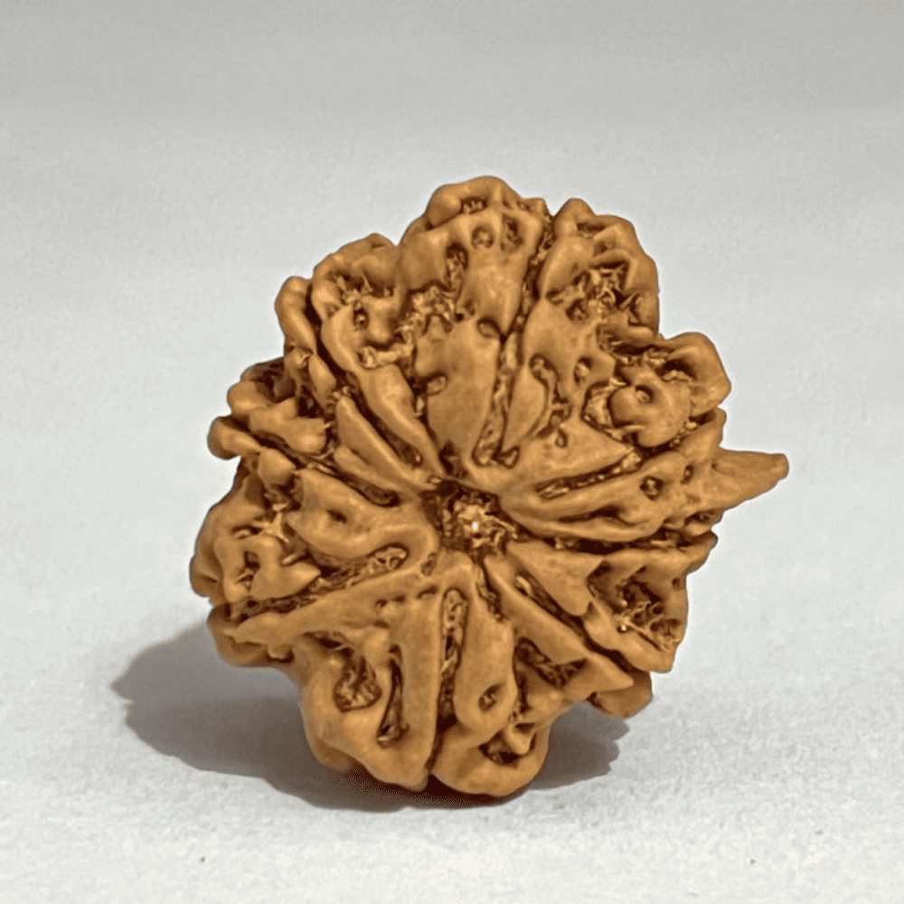 8 Mukhi Ganesh Rudraksha (25.10mm/4.426gm)