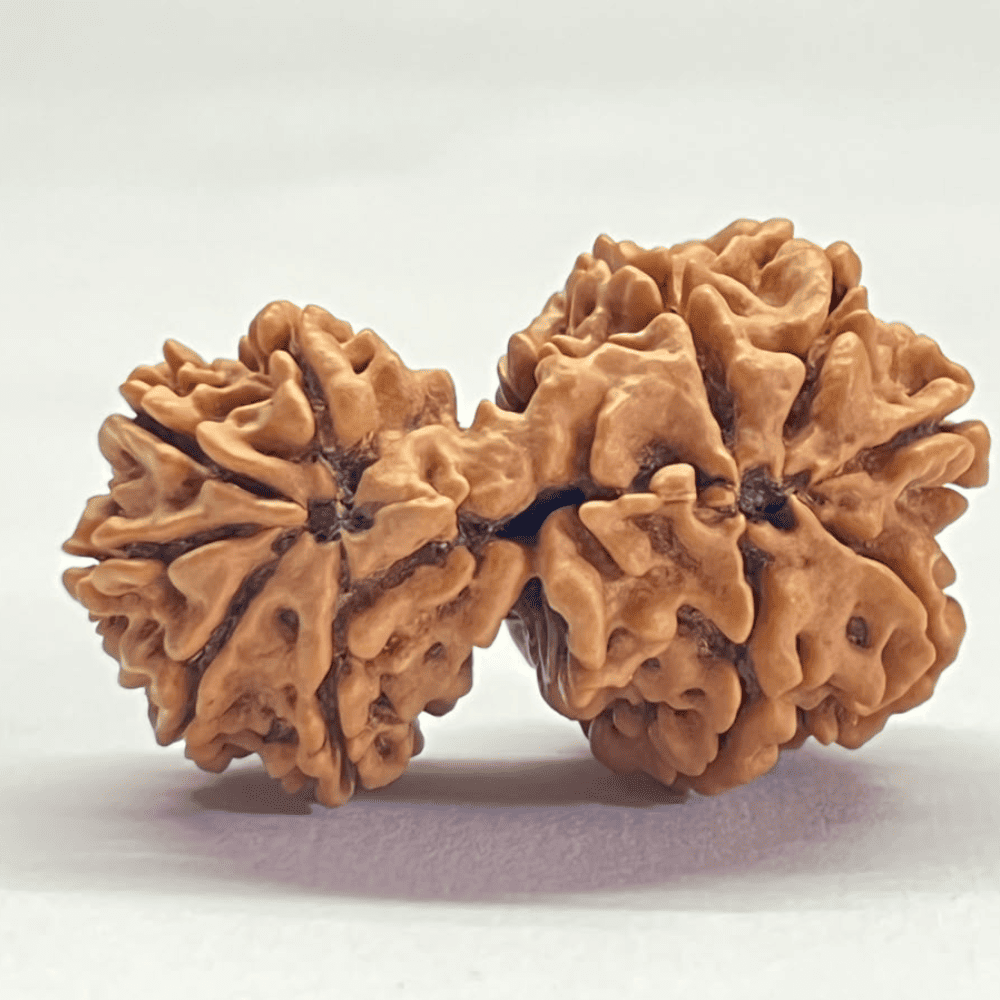 10 Mukhi Gauri Shankar Rudraksha (41.55mm/9.274gm)