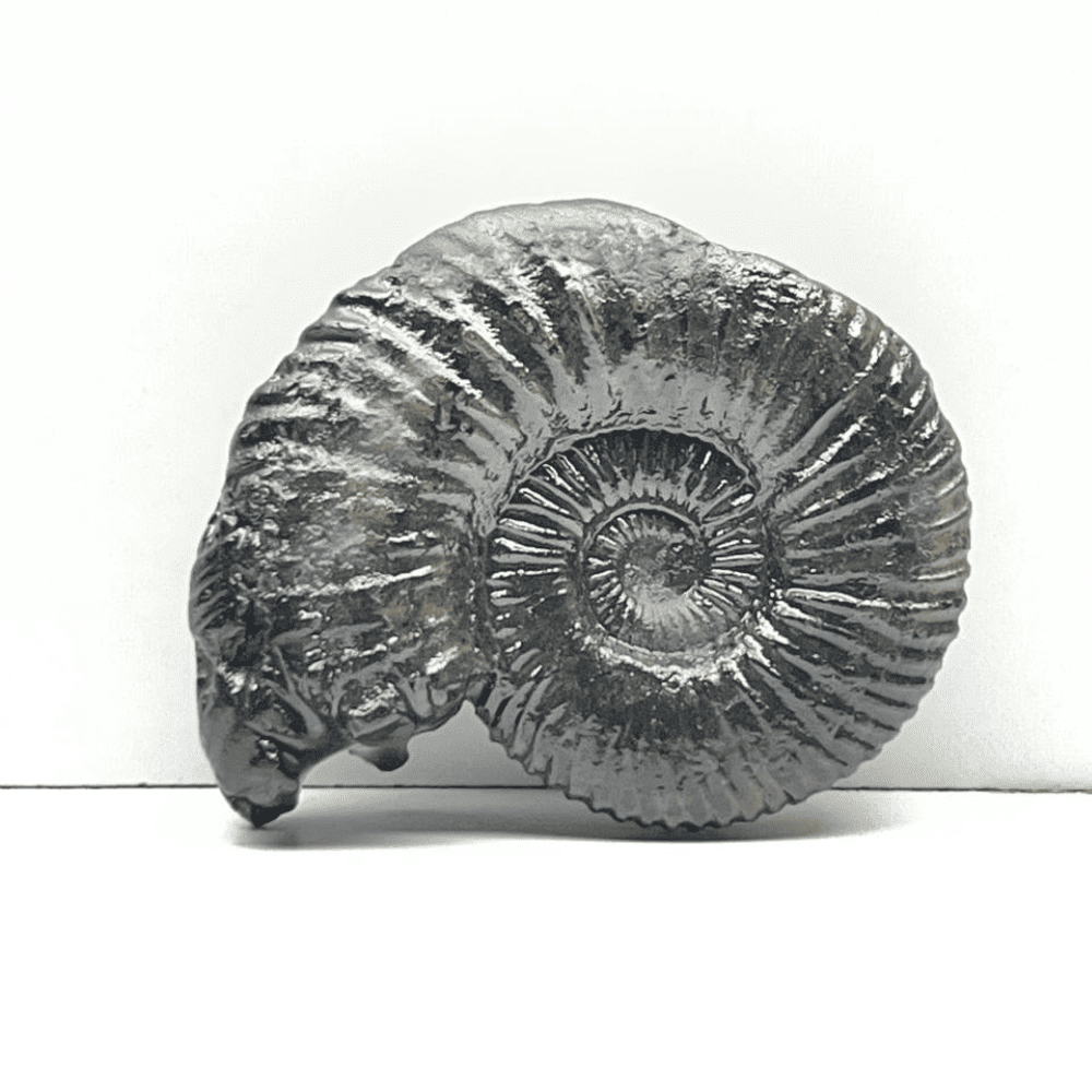 Double Sudarshan Shaligram (1.9inch/33gm) DS-14