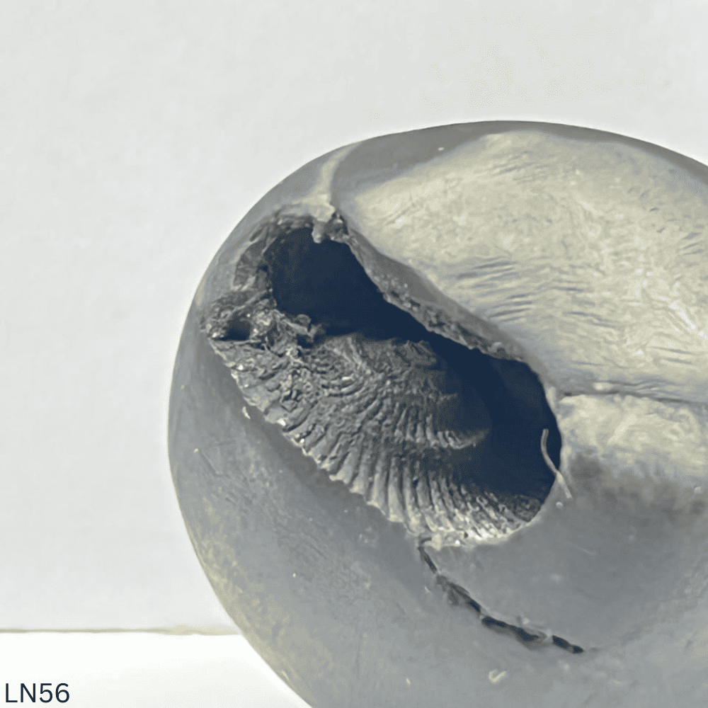 Laxmi Narsimha Shaligram (LN56-1INCH/31GM)