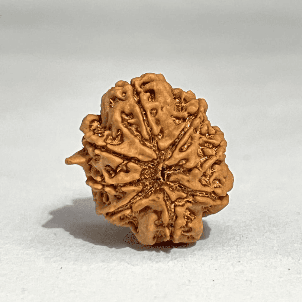 8 Mukhi Ganesh Rudraksha (25.10mm/4.426gm)