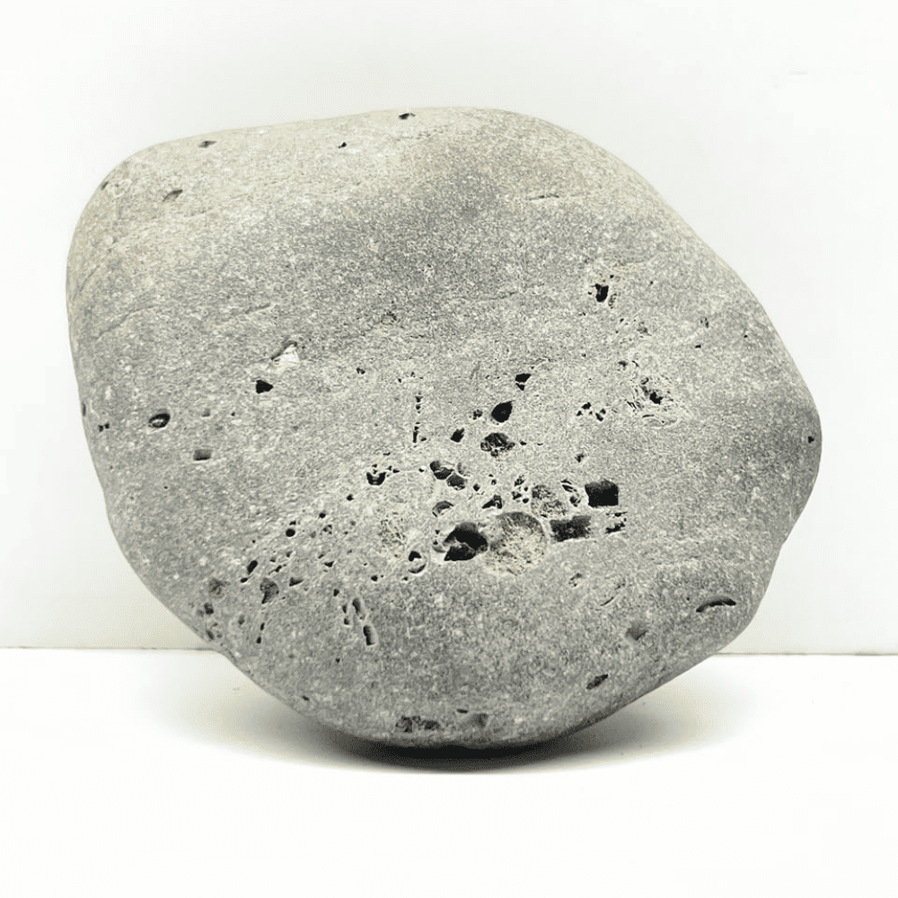 Ananta Brahma Shaligram AN06(225gm/3inch)
