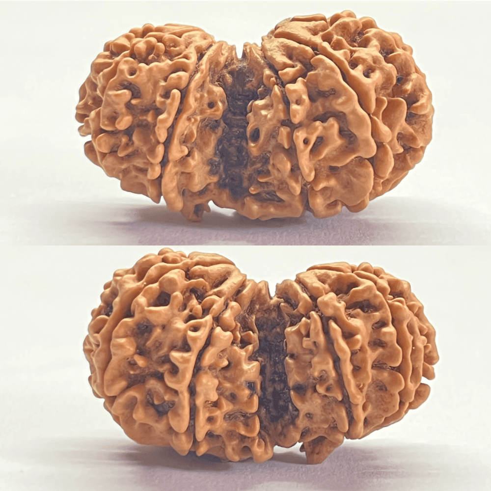 10 Mukhi Gauri Shankar Rudraksha (41.55mm/9.274gm)