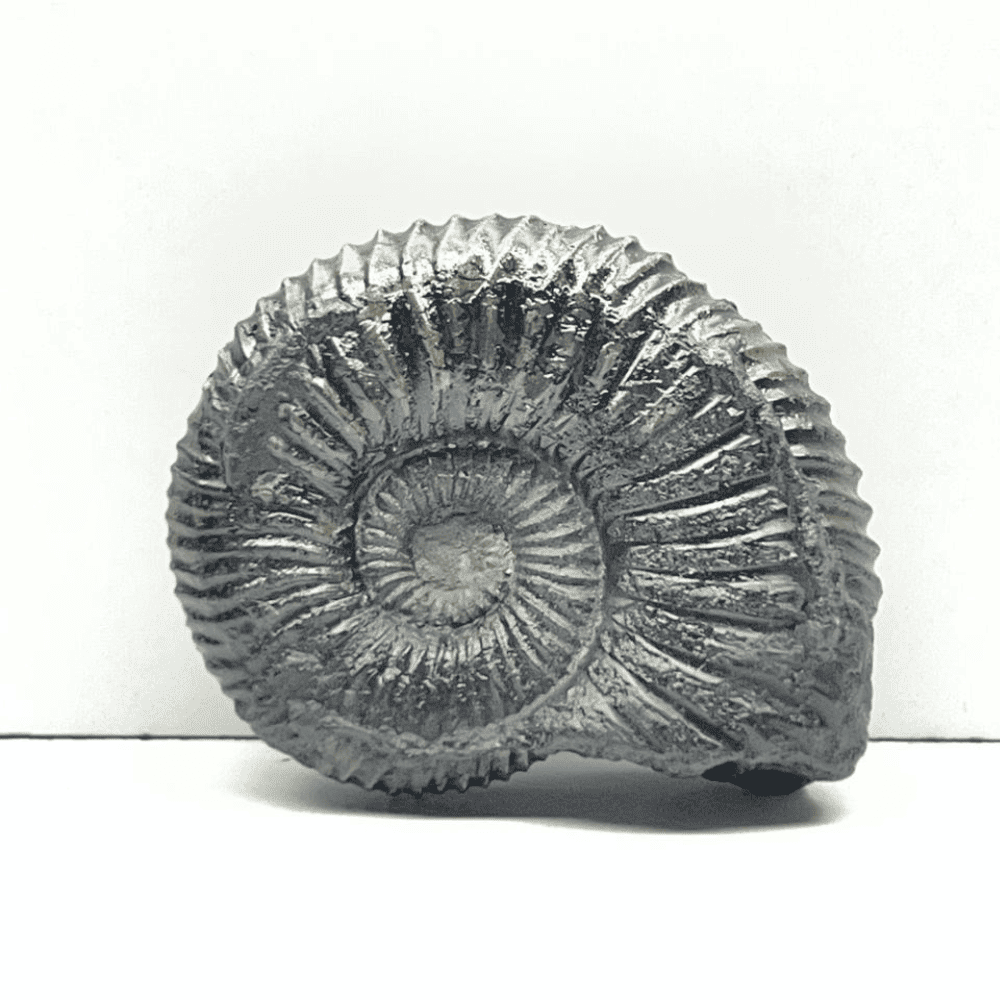 Double Sudarshan Shaligram (1.4inch/20gm) DS-12